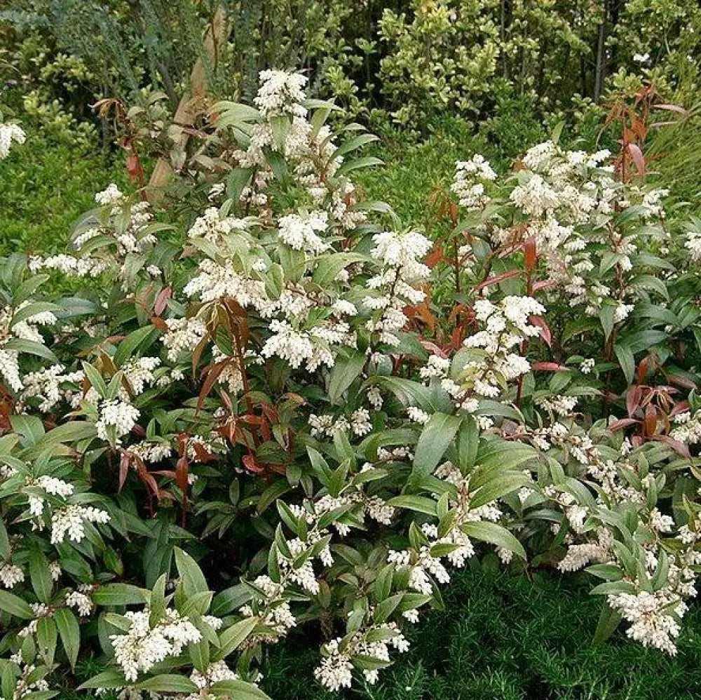 Coastal Leucothoe Shrub