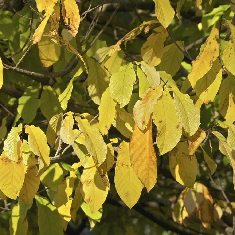 Common Pawpaw Tall Pawpaw Tree