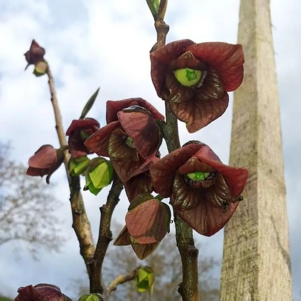 Common Pawpaw Tall Pawpaw Tree