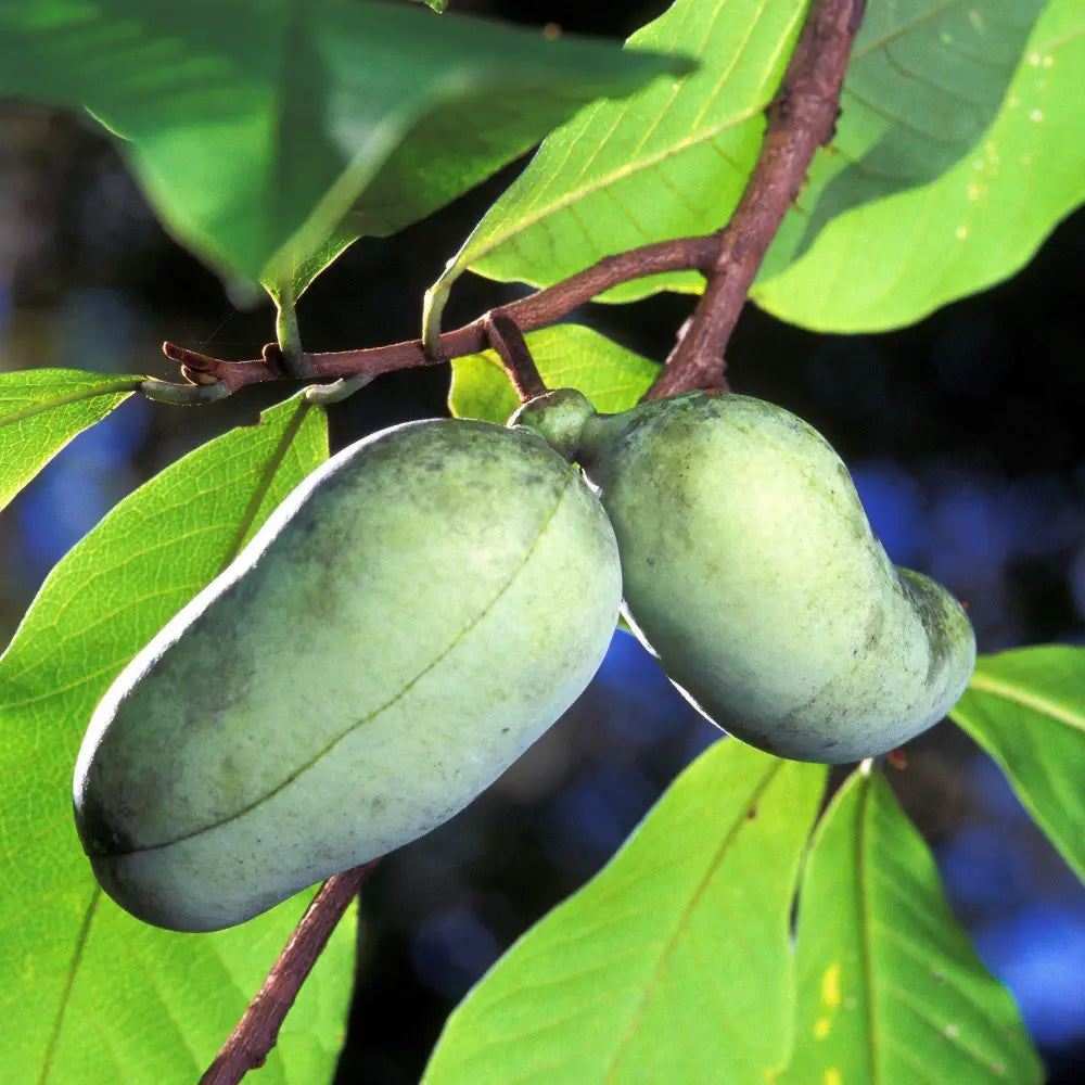 Common Pawpaw Tall Pawpaw Tree