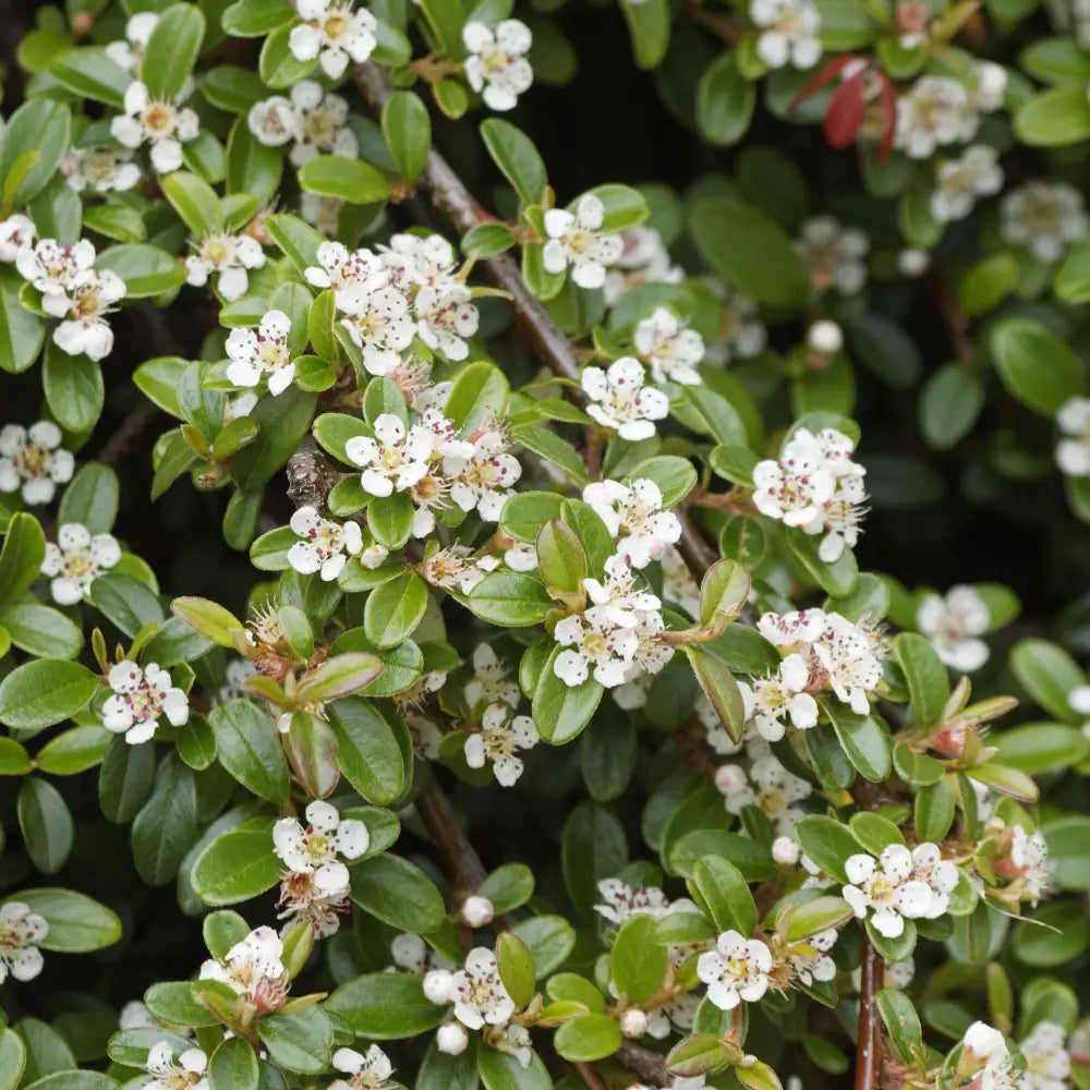 Coral Beauty Cotoneaster Shrub