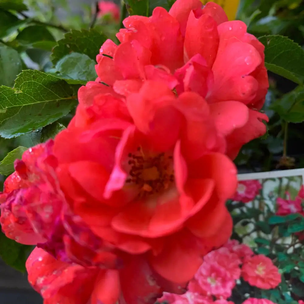 Coral Drift® Rose 2 GALLON Shrub