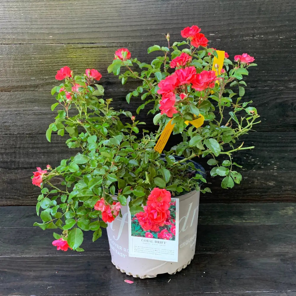 Coral Drift® Rose 2 GALLON Shrub