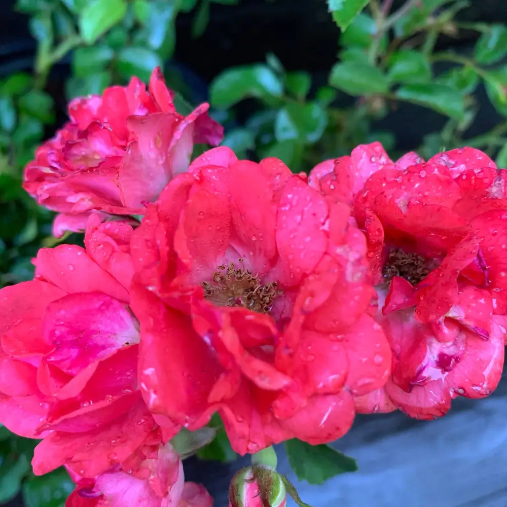 Coral Drift® Rose 2 GALLON Shrub