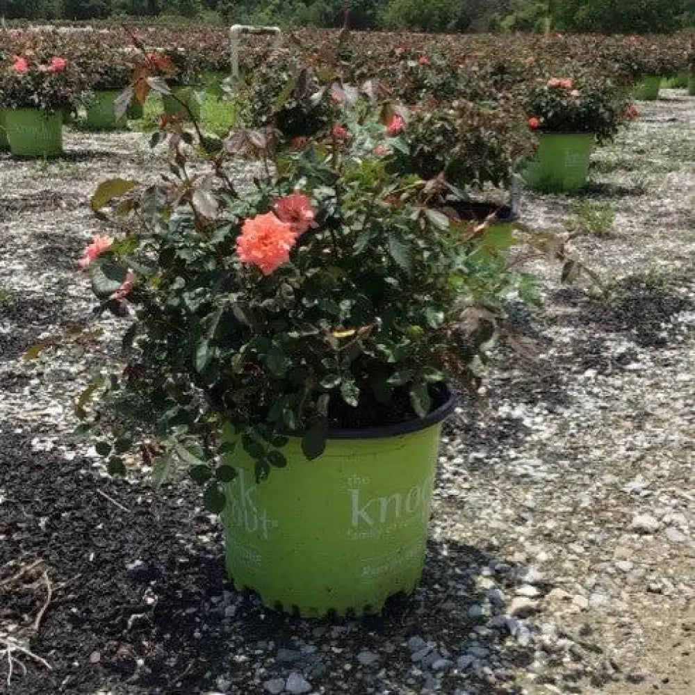 Coral Drift® Rose 2 GALLON Shrub