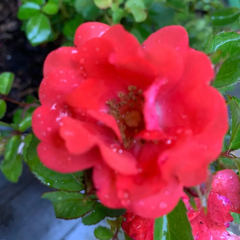 Coral Drift® Rose 2 GALLON Shrub