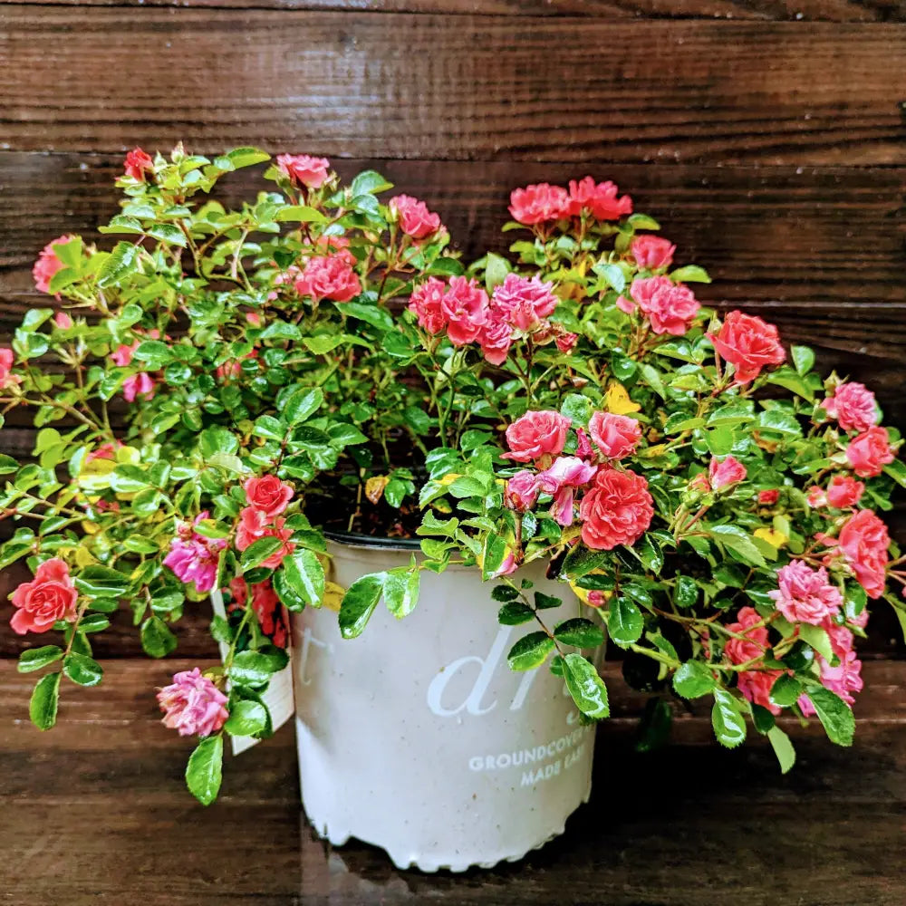 Coral Drift® Rose 2 GALLON Shrub
