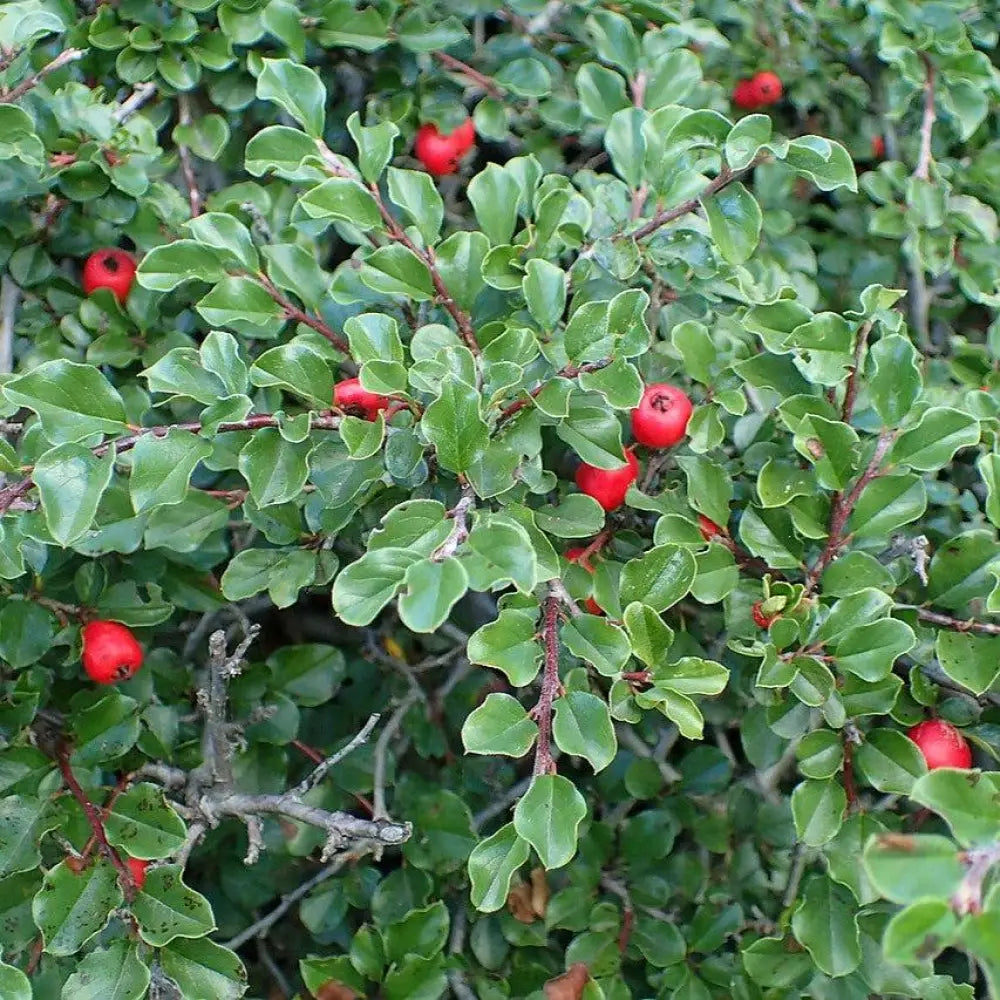 Cranberry Cotoneaster Shrub