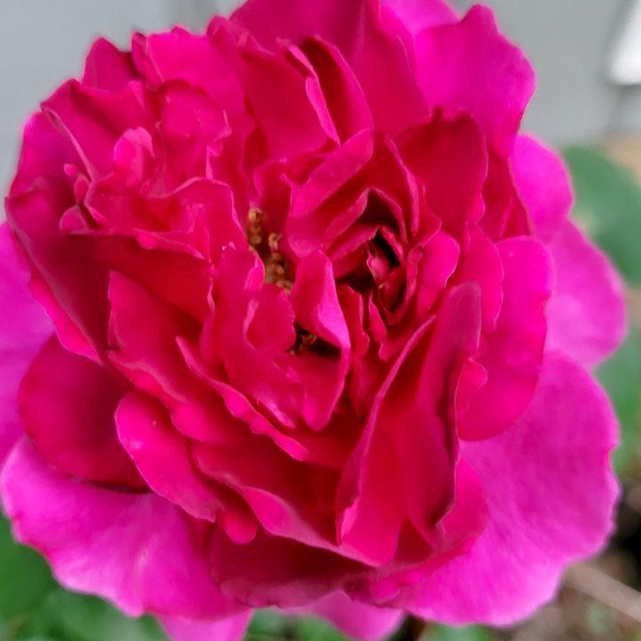 Rosa x 'NOA120803B' - Showpiece™ Berry Rose