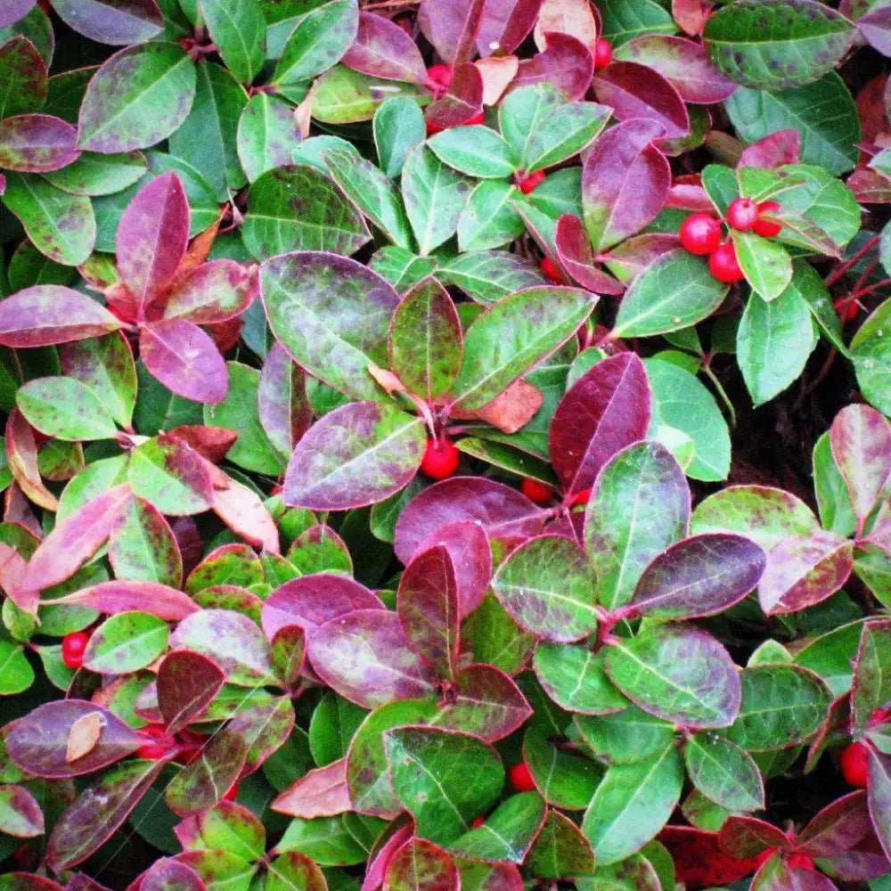 Creeping Wintergreens Eastern Tea Berry Perennial