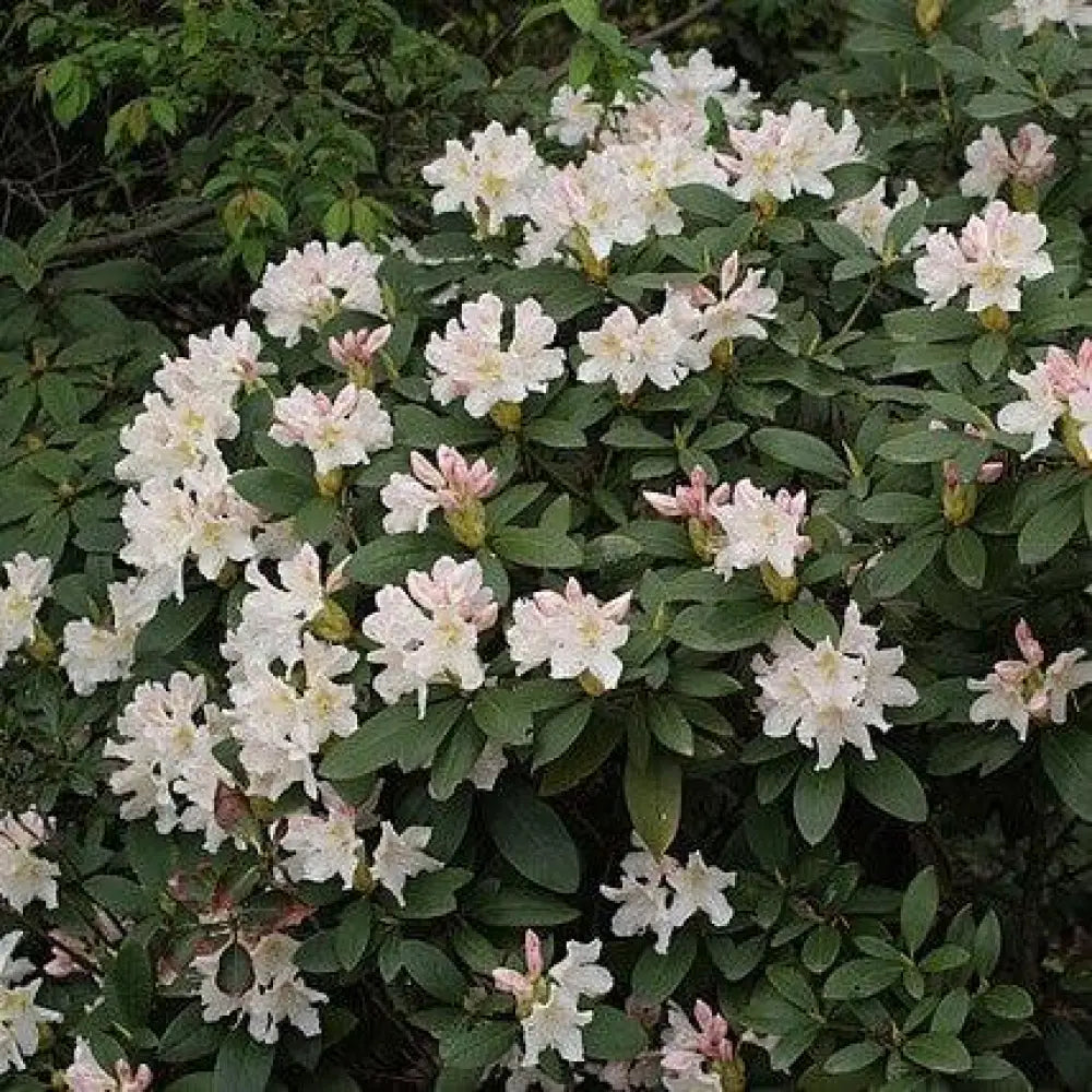 Cunningham’s White Rhododendron Shrub