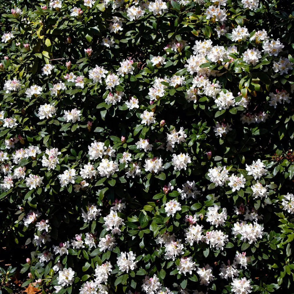 Cunningham’s White Rhododendron Shrub