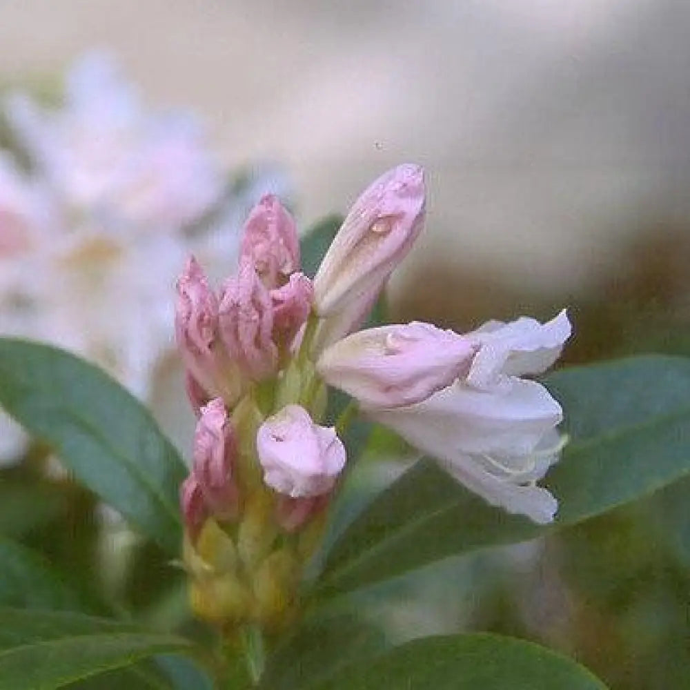 Cunningham’s White Rhododendron Shrub