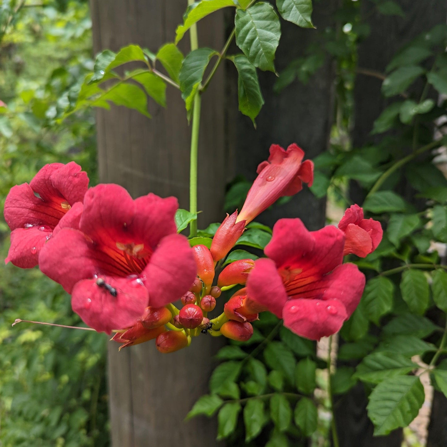 Campsis radicans 'Flamenco' - Flamenco Trumpet Creeper