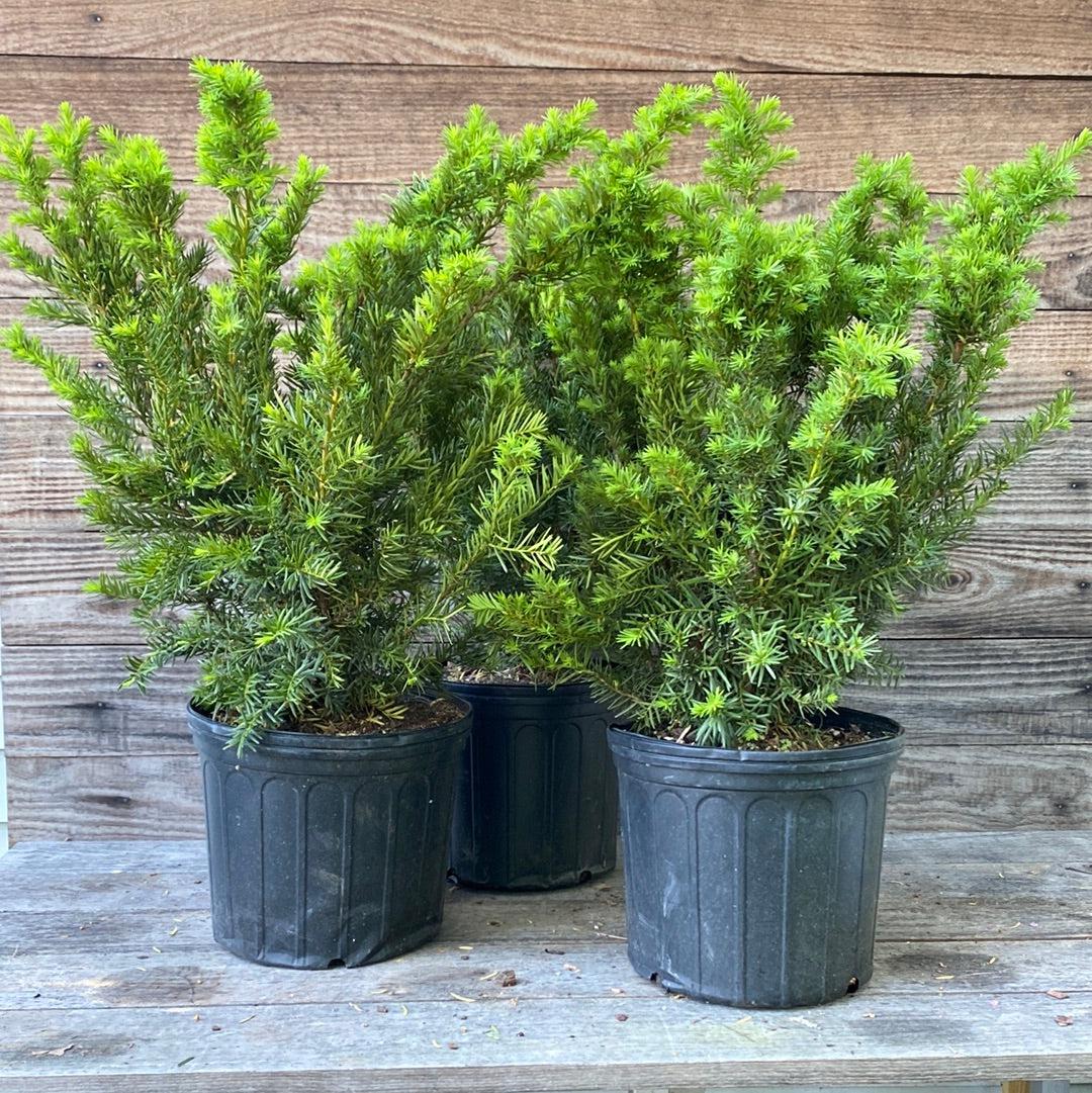 Taxus x media 'Densiformis' - Dense Spreading Yew
