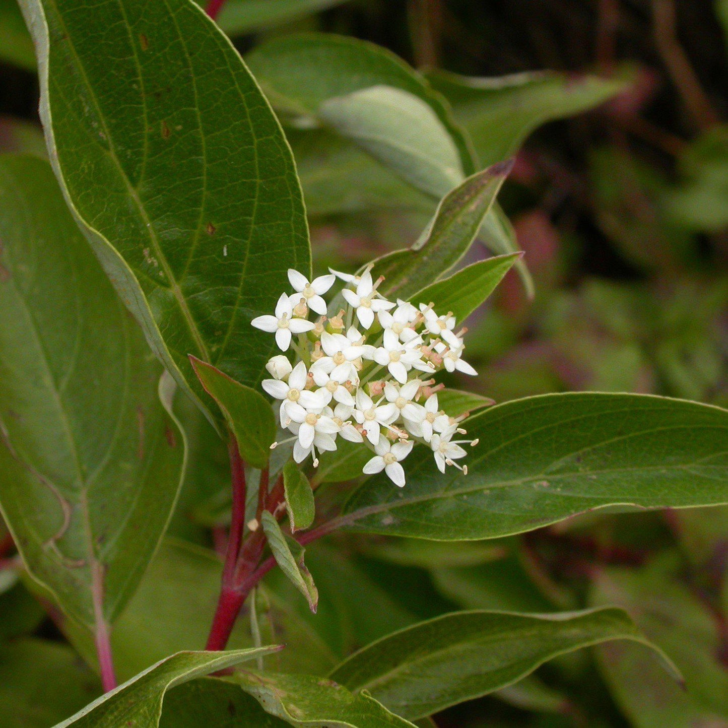 Bailey Red Twig Dogwood