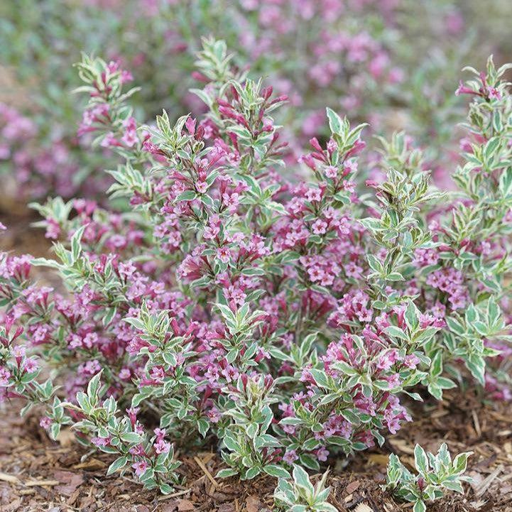 Weigela florida 'Verweig8' PP 30,064 - My Monet Purple Effect® Weigela