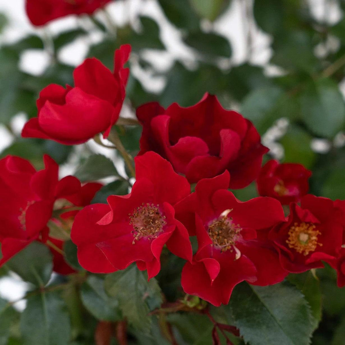 Rosa 'Meidelvega' - Scarlet Drift® Rose