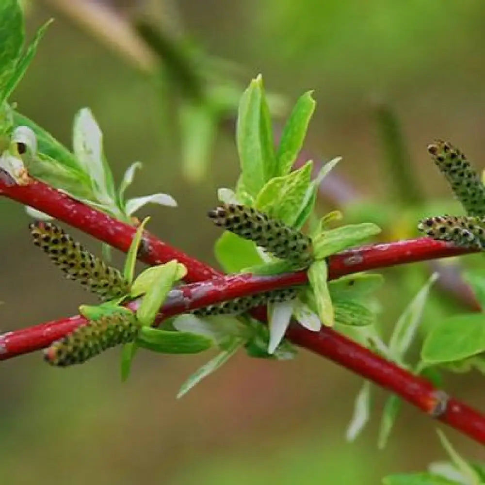 Dappled Willow Shrub