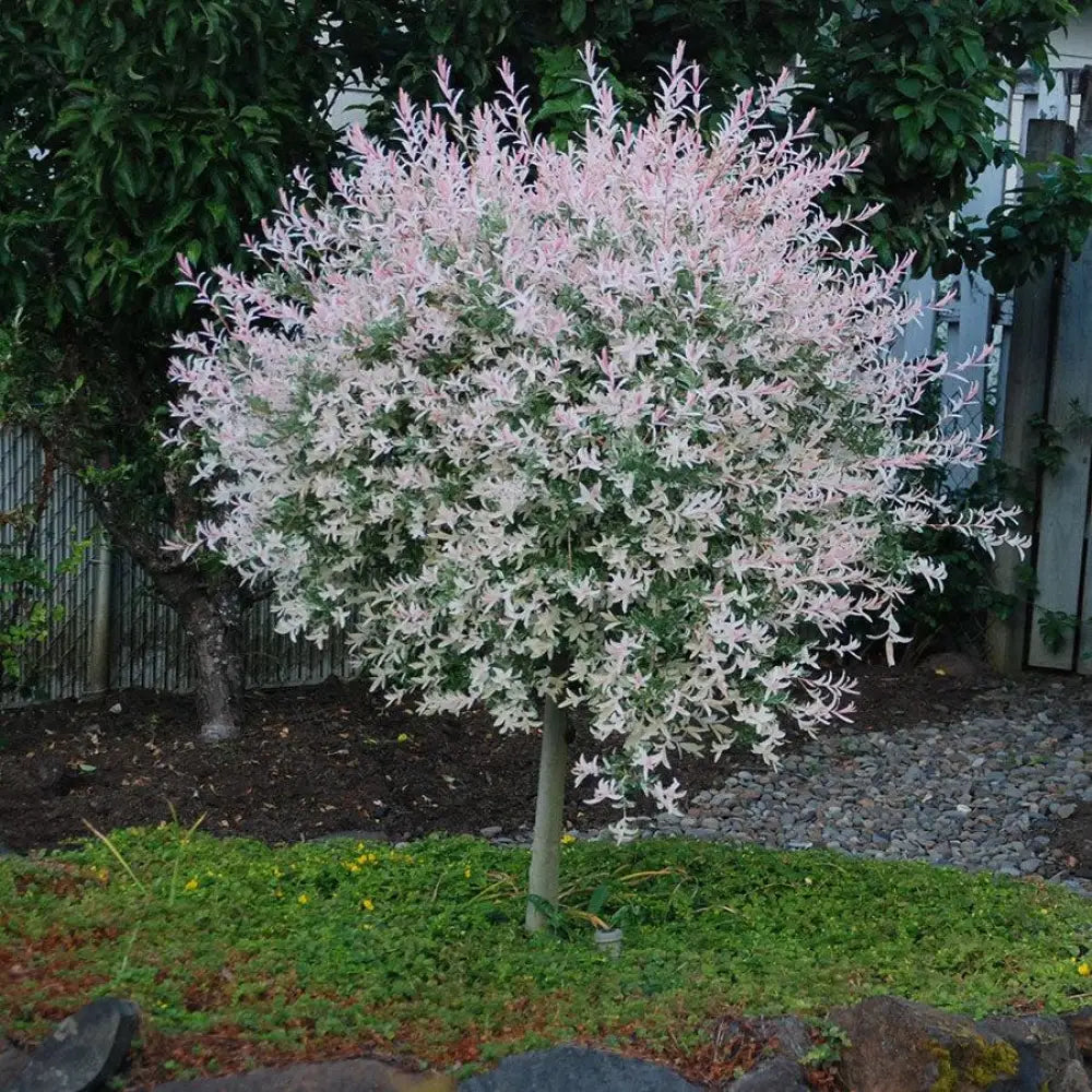 Dappled Willow Shrub