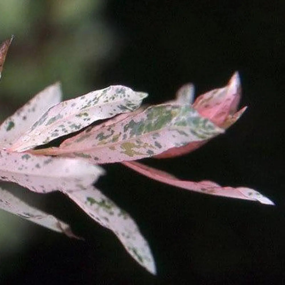 Dappled Willow Shrub