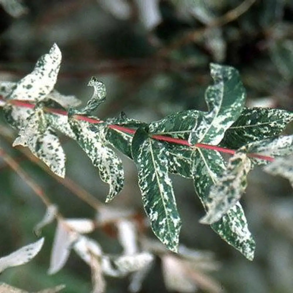 Dappled Willow Shrub