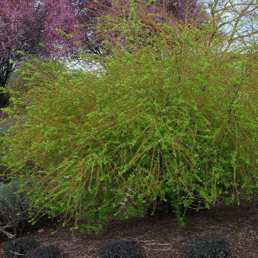 Dappled Willow Shrub
