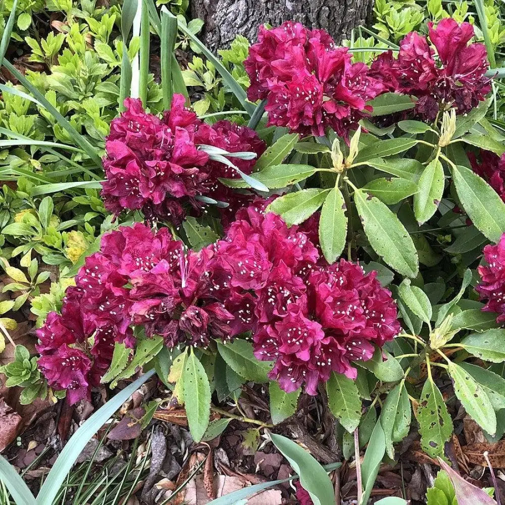 Dark Lord Azalea Shrub