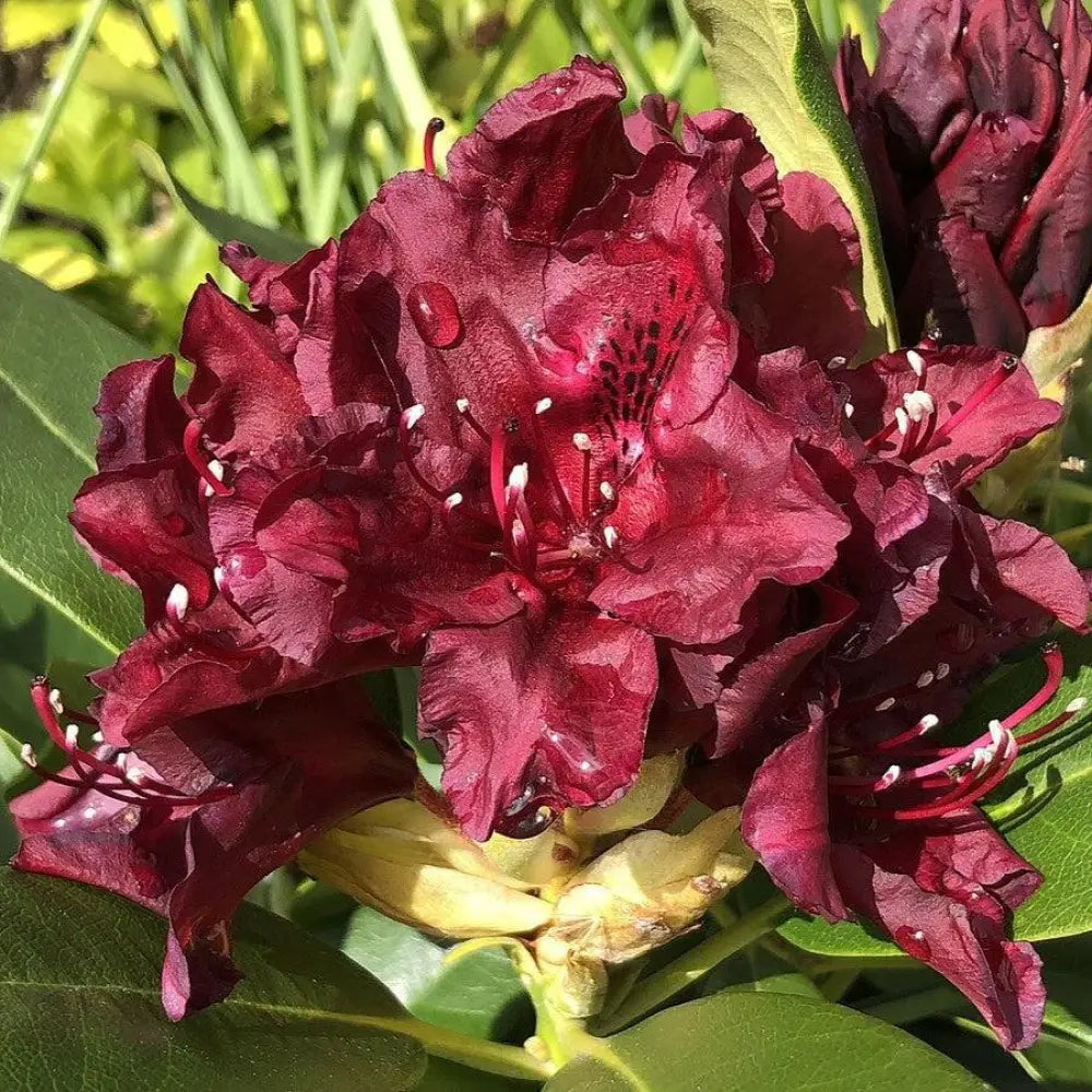 Dark Lord Azalea Shrub