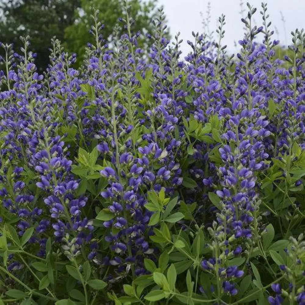 Decadence® Blueberry Sundae False Indigo Perennial