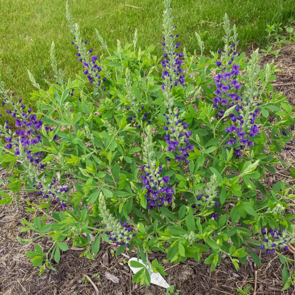 Decadence® Blueberry Sundae False Indigo Perennial