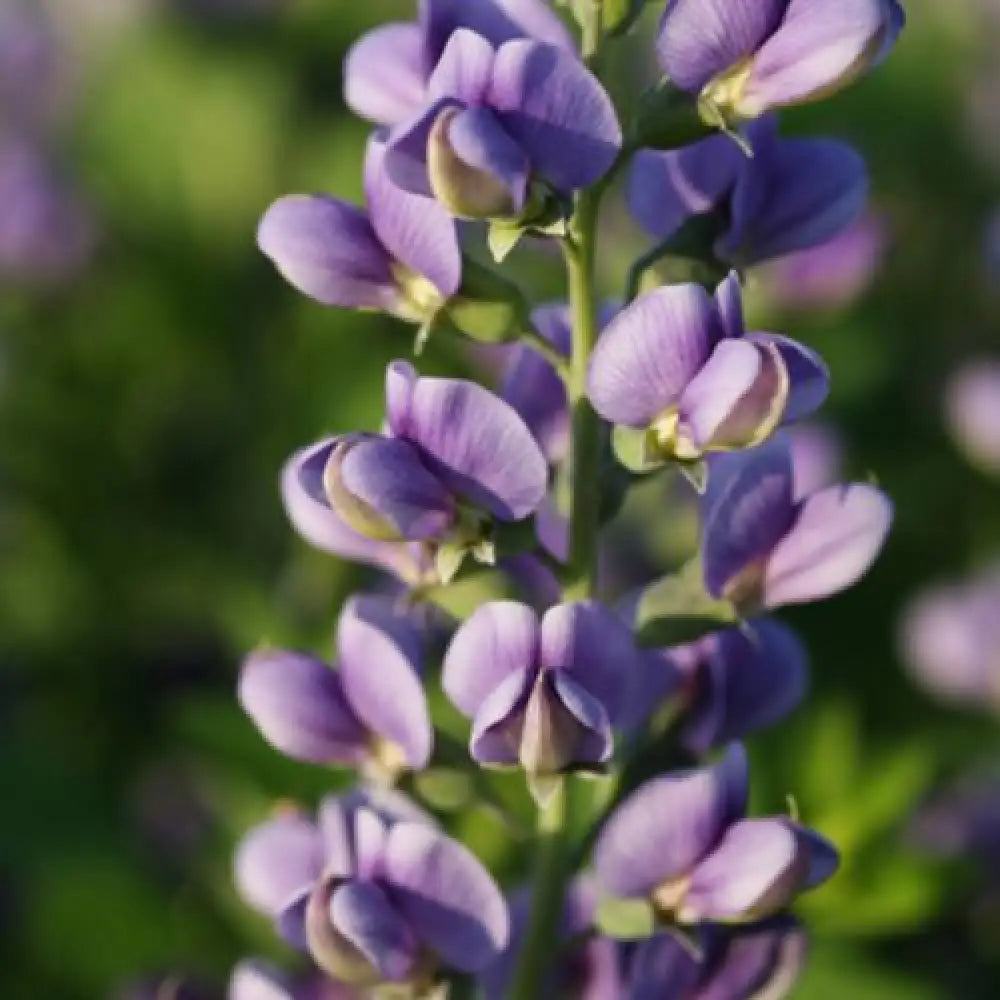 Decadence® Blueberry Sundae False Indigo Perennial
