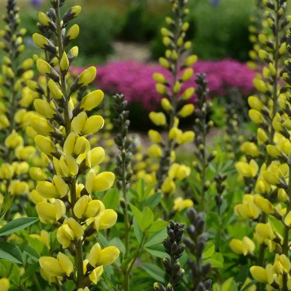 Decadence® Lemon Meringue Baptisia Perennial