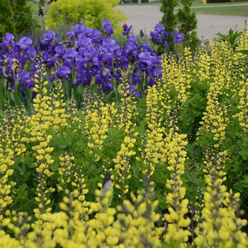 Decadence® Lemon Meringue Baptisia Perennial