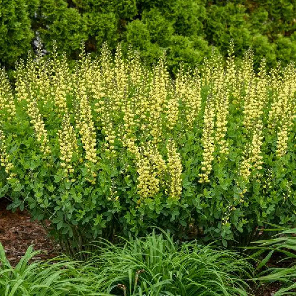 Decadence® Lemon Meringue Baptisia Perennial