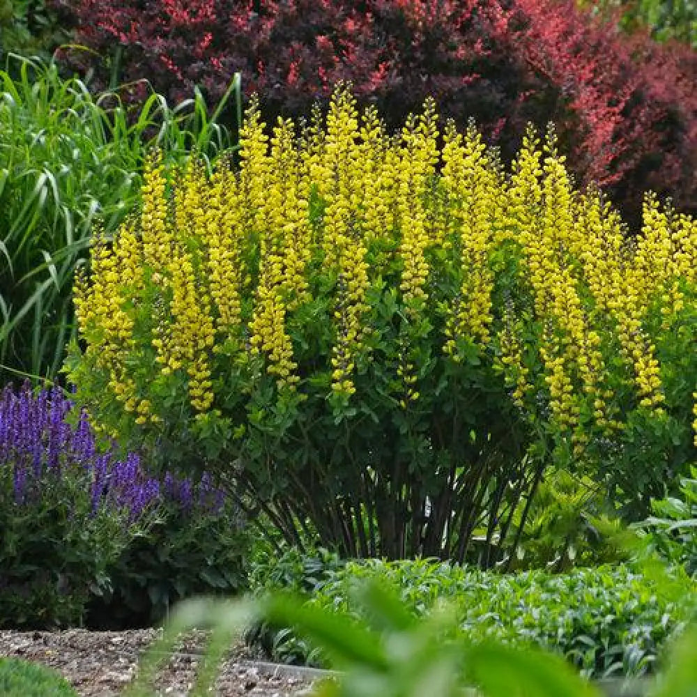 Decadence® Lemon Meringue Baptisia Perennial