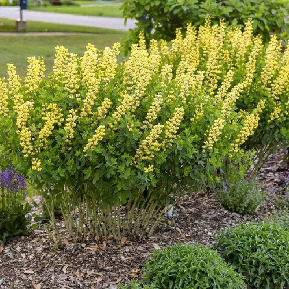 Decadence® Lemon Meringue Baptisia Perennial