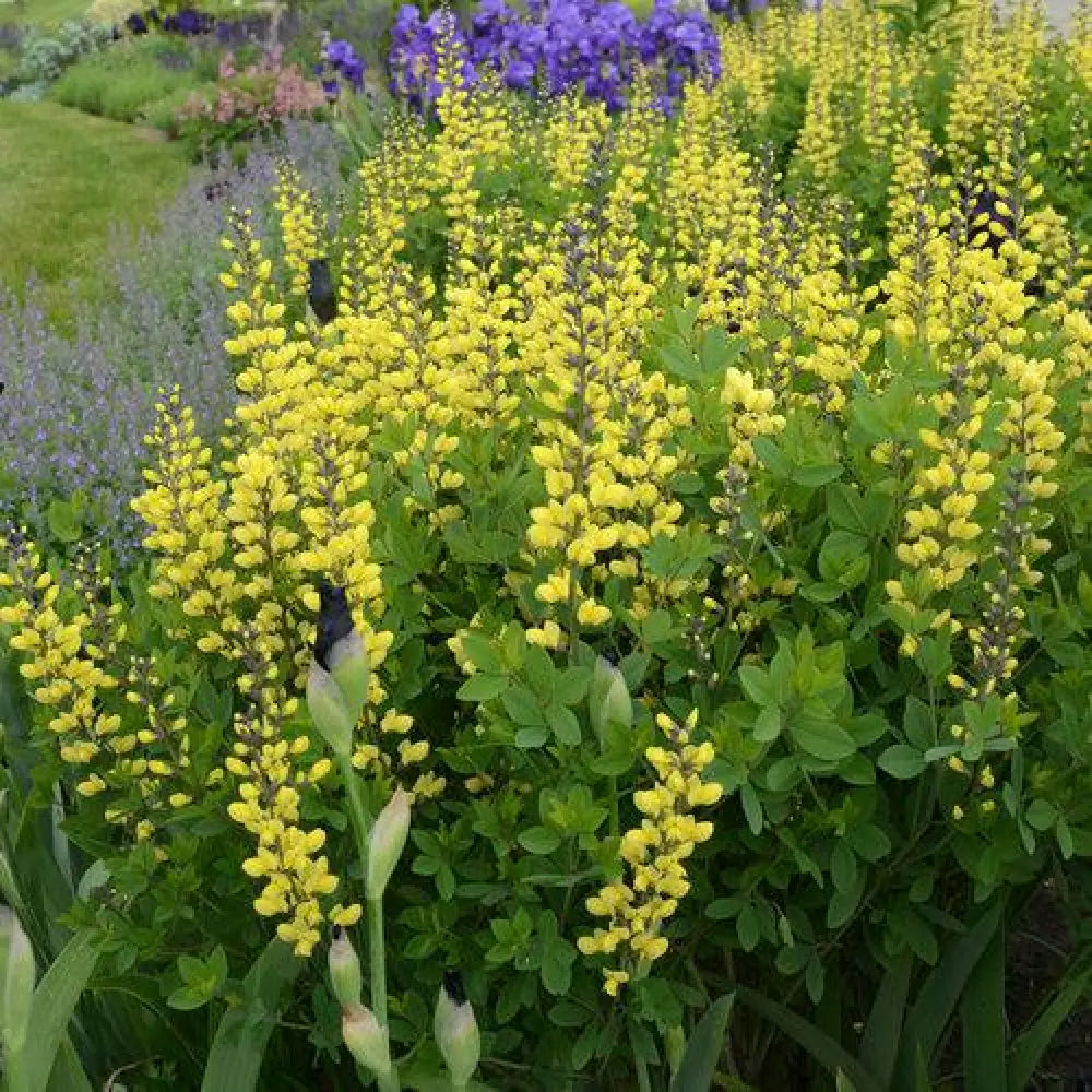 Decadence® Lemon Meringue Baptisia Perennial
