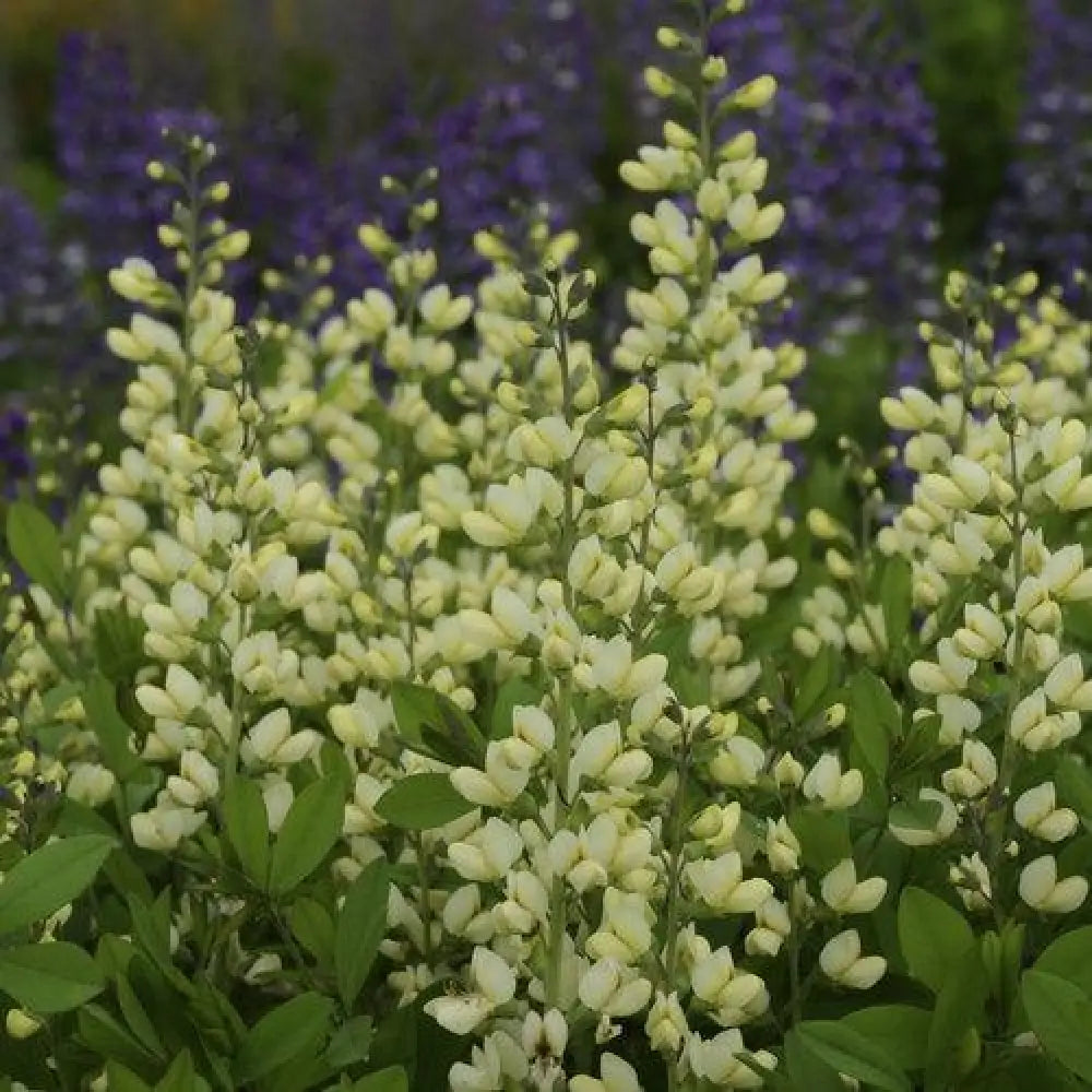 Decadence® Vanilla Cream False Indigo Perennial