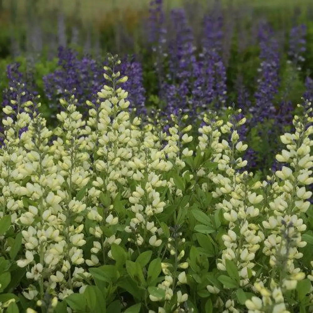 Decadence® Vanilla Cream False Indigo Perennial