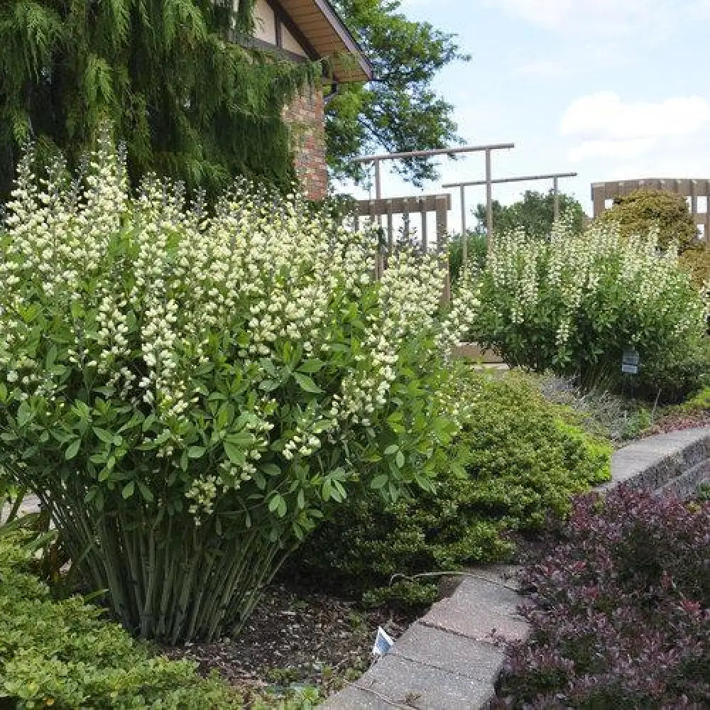 Decadence® Vanilla Cream False Indigo Perennial