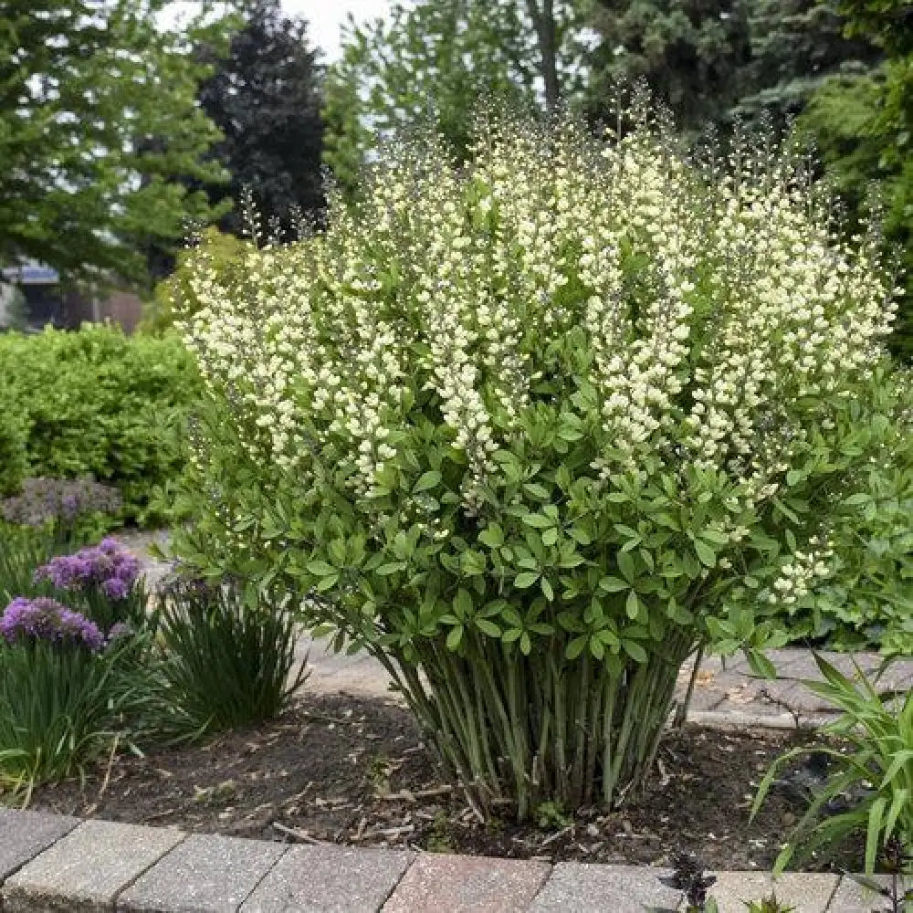 Decadence® Vanilla Cream False Indigo Perennial