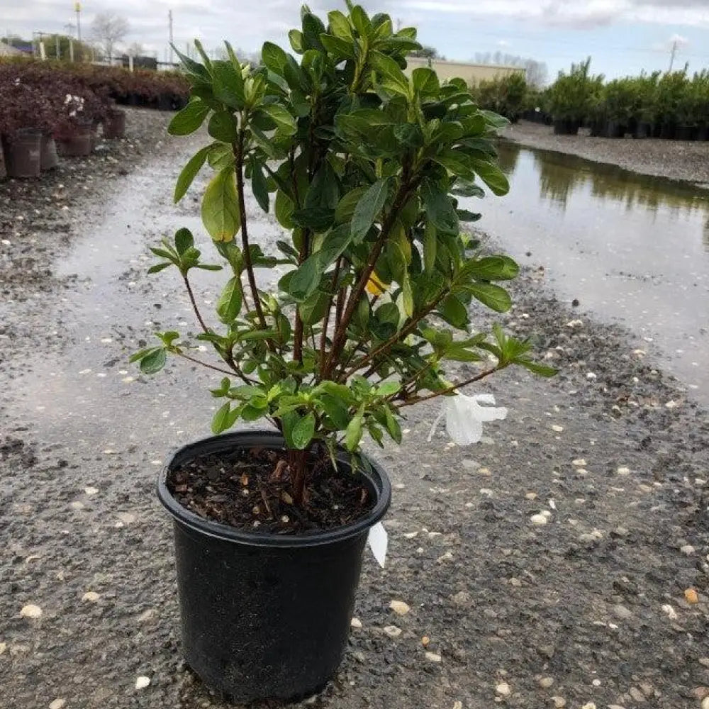 Delaware Valley White Azalea Shrub