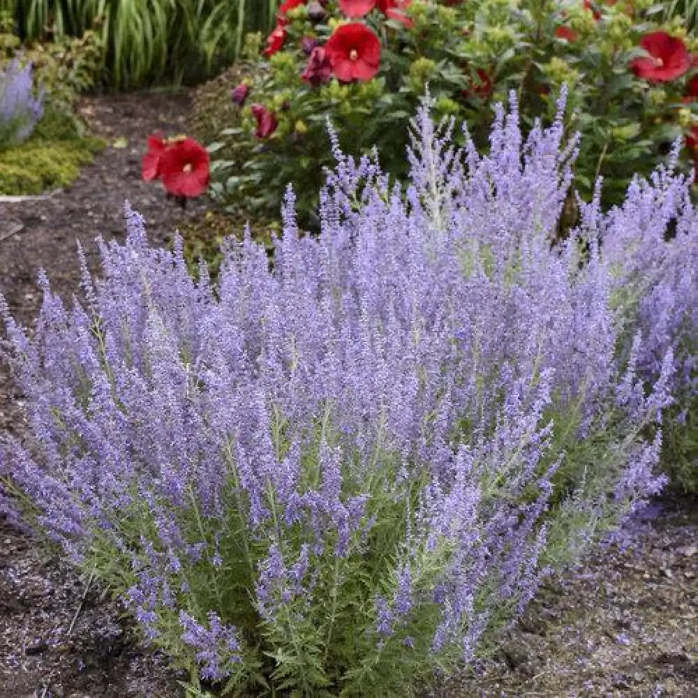 Denim ’N Lace Russian Sage Perennial