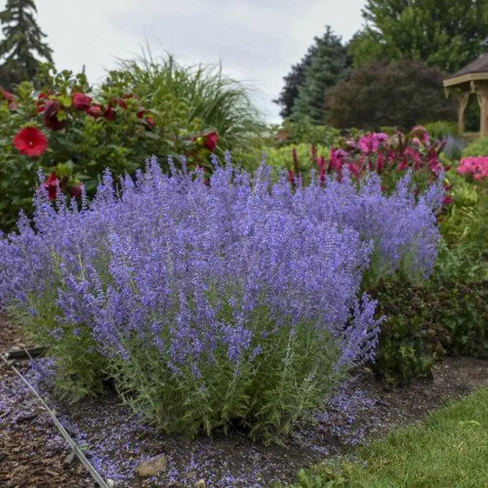 Denim ’N Lace Russian Sage Perennial