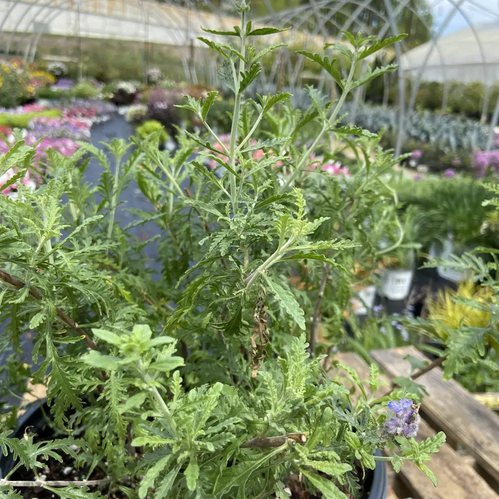Denim ’N Lace Russian Sage Perennial