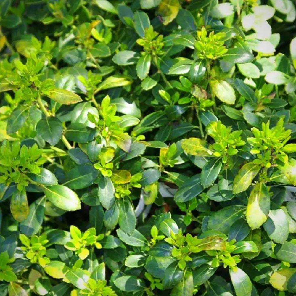 Densa Inkberry Holly Shrub