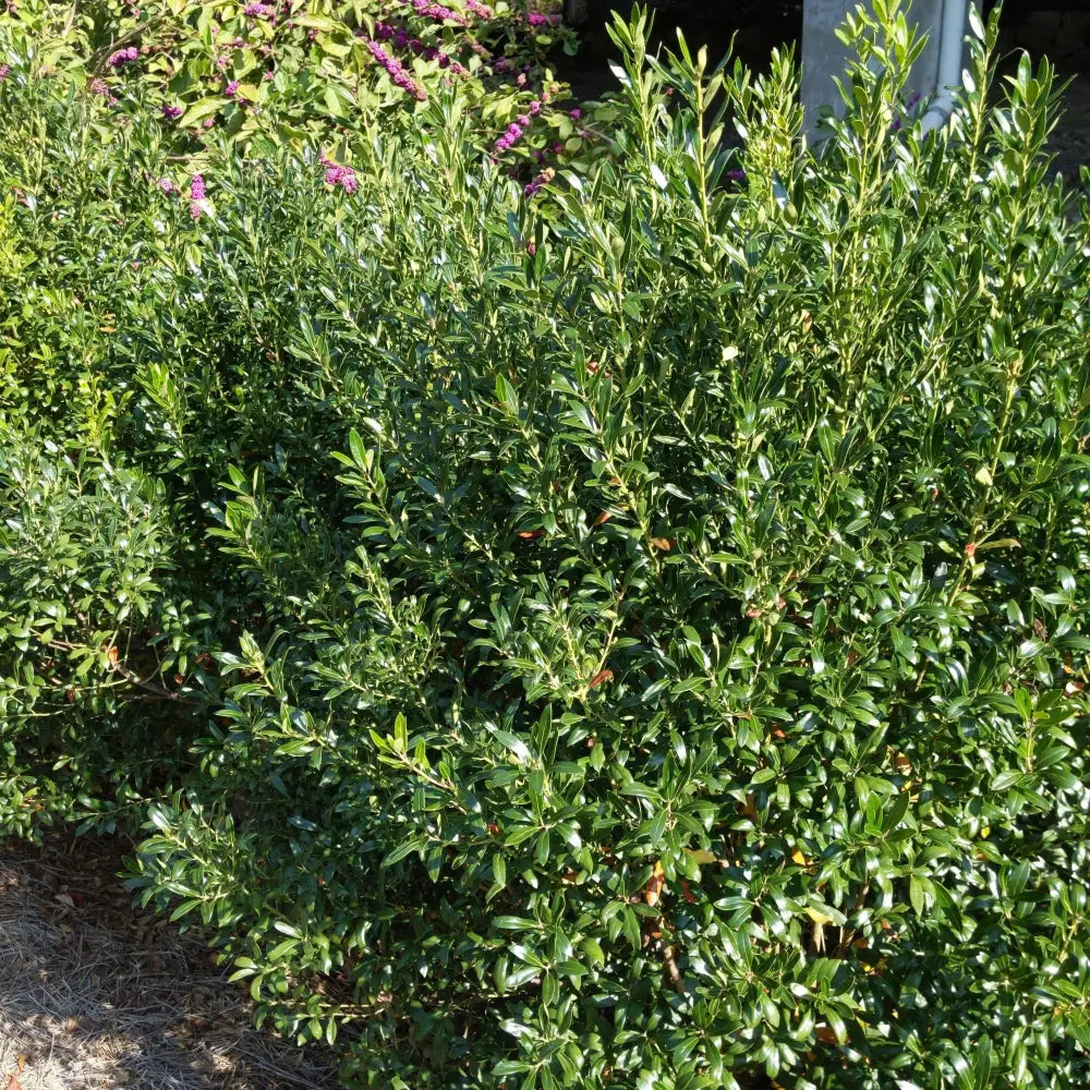 Densa Inkberry Holly Shrub
