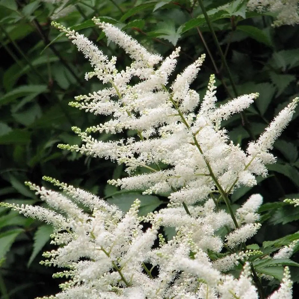 Deutschland Japanese Astilbe Perennial