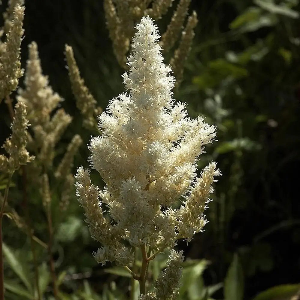 Deutschland Japanese Astilbe Perennial